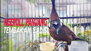 Masteran Cililin Gacor Dor Suara Jernih, Nembak Panjang Mantap Buat Isian