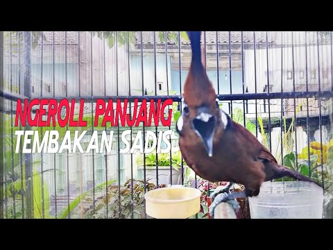 CILILIN JERNIH‼️super sonic mastering digital suara panjang dan nembus