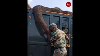 Elephant being taken for treatment dies in TN, Forest officials get emotional
