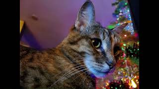 Almas Christmas With Music