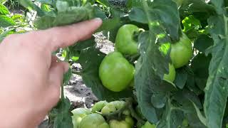 Tomate Rila F1 Plantate În Câmp Deschis ,Foarte Rezistente La Boli Și Daunatori