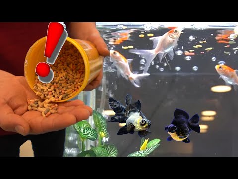 Video: Yetişkin Koi Balıkları Nasıl Beslenir