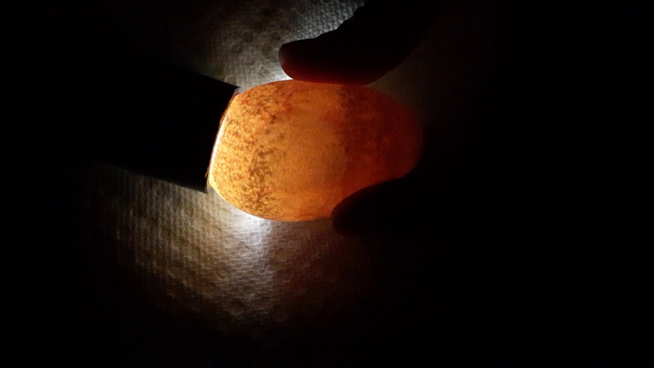 Air bubble in developing egg? YouTube