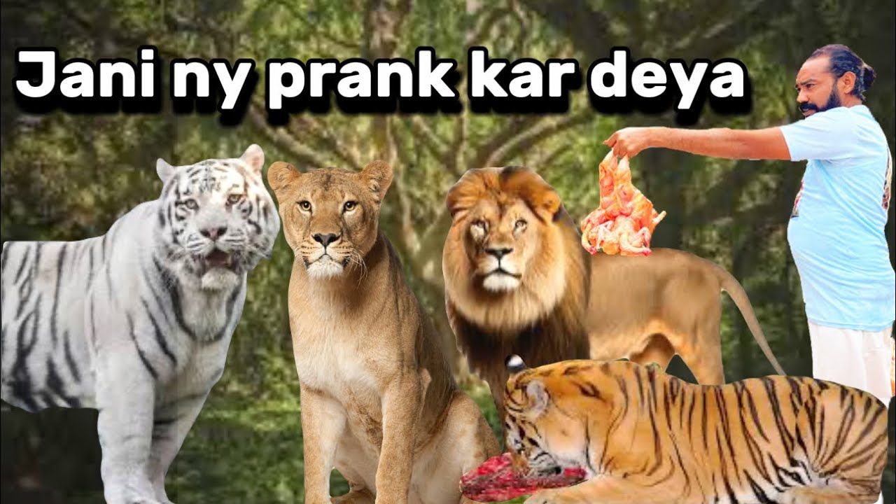 Feeding time jani ny cameraman k sath prank kar deya Feeding After 48 Hours ​| Shero Ka Badshah Vlog