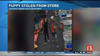 Puppy stolen from pet store