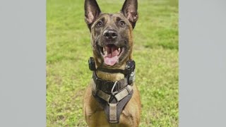 Fort Lauderdale K-9 shot by burglary suspect expected to recover