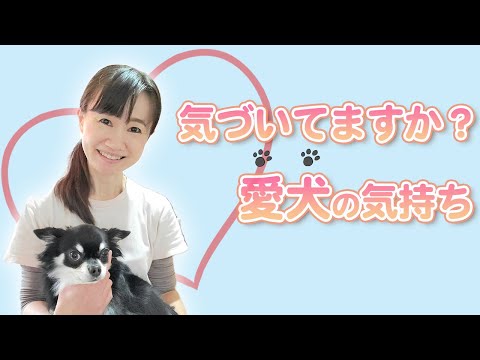 【必見!】０からわかる！犬の学習理論を用いた最先端のしつけ方とは！？