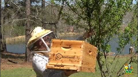 BeeCastle Beehive Get Bees