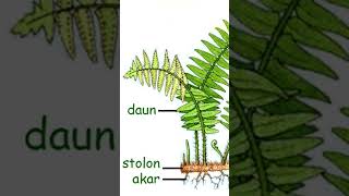 pteridophyta##