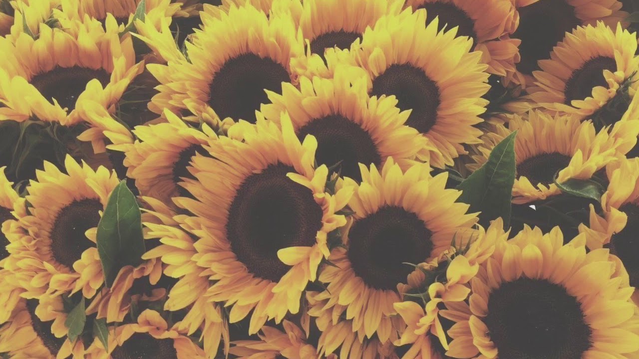kuzu mellow - sunflower feelings // lyrics