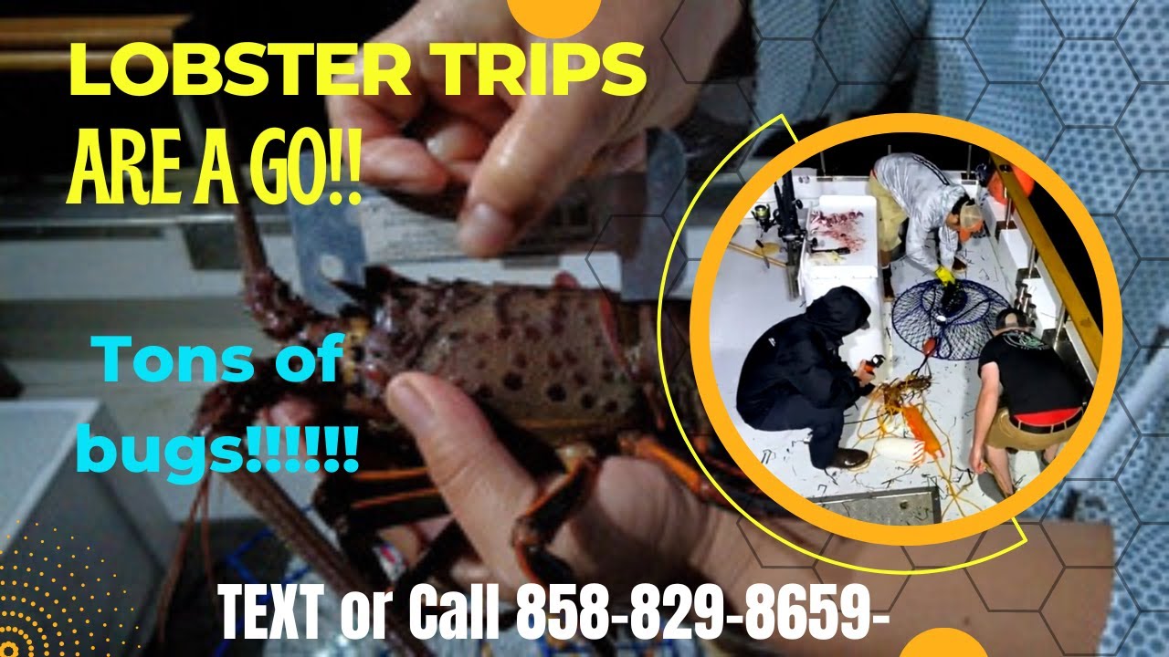 LOBSTER/HALIBUT TRIPS ARE A GO!!! Lobster/HALIBUT CHARTER SPINEY