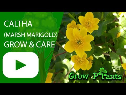 Caltha (Marsh marigold) - grow & care