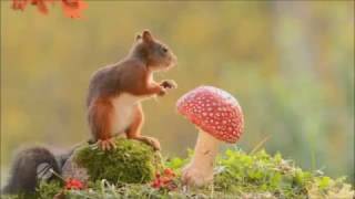 Buienradar Herfstpromo