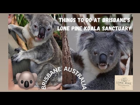 LONE PINE KOALA SANCTUARY, Brisbane, Australia, Queensland, Hold a Koala