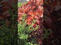 Arbusto hojas rojas #arbusto #arbustos #plants #plantas #hojas #jardines