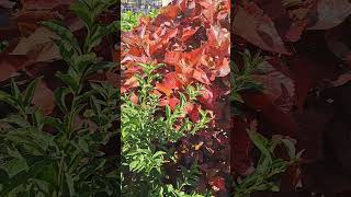 Arbusto hojas rojas #arbusto #arbustos #plants #plantas #hojas #jardines