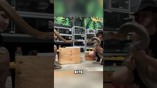 Famous Rusty meets Kevin for the First Time🔥 @ChandlersWildLife  #short #shorts #kingcobra #wildlife Wealth