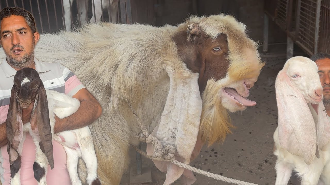 Ajwa Goat Farm 👑 | Quality बोलती है, नाम काफी है