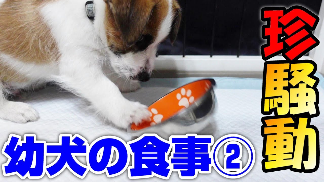 【子犬の食事②】幼犬フードが合わない時やフードにまつわる珍騒動。理想の体型と成長期はいつ？日光浴やジャックラッセル