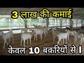 3 लाख की कमाई केवल 10 बकरियों से l/Bakri palan/Goat farm/Goat farming india.