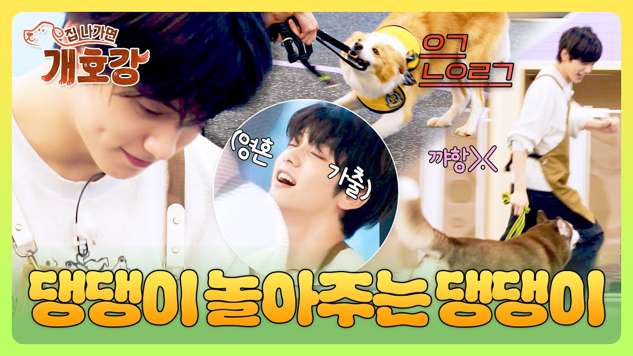 수빈 살려😵‍💫 대형견들과 온몸으로 놀아주고 잔뜩 지친 수빈😂 | 집 나가면 개호강 3회 | JTBC 250608 방송