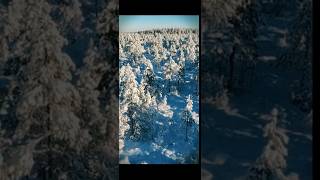 Winter forestry #metsuri  #woodvibe #metsä #winter #lumberjack #nature #metsä #skog #taimikonhoito #