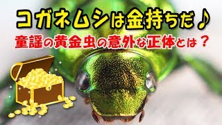 童謡 コガネムシは金持ちだ の黄金虫の意外な正体とは Youtube 童謡 コガネムシは金持ちだ の黄金虫の意外な正体とは Youtube