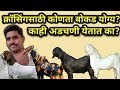 शेळ्यांना क्रॉसिंगसाठी बोकड कोणता वापरावा | #शेळीपालन | #Shelipalan