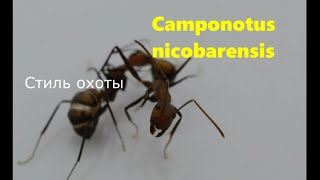 6. Camponotus nicobarensis - стиль охоты