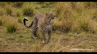 Leopard Bella 2 calls for her missing cubs in the Masai Mara