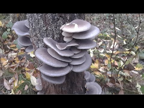 Как вырастить грибы вешенки на пнях. Часть 2. Сбор урожая.