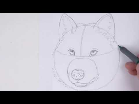 Vidéo: Comment Dessiner Un Loup Avec Un Crayon