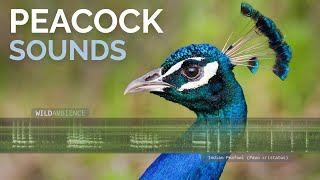 Peacock Sound & Calls - The sounds of wild Indian Peafowl.