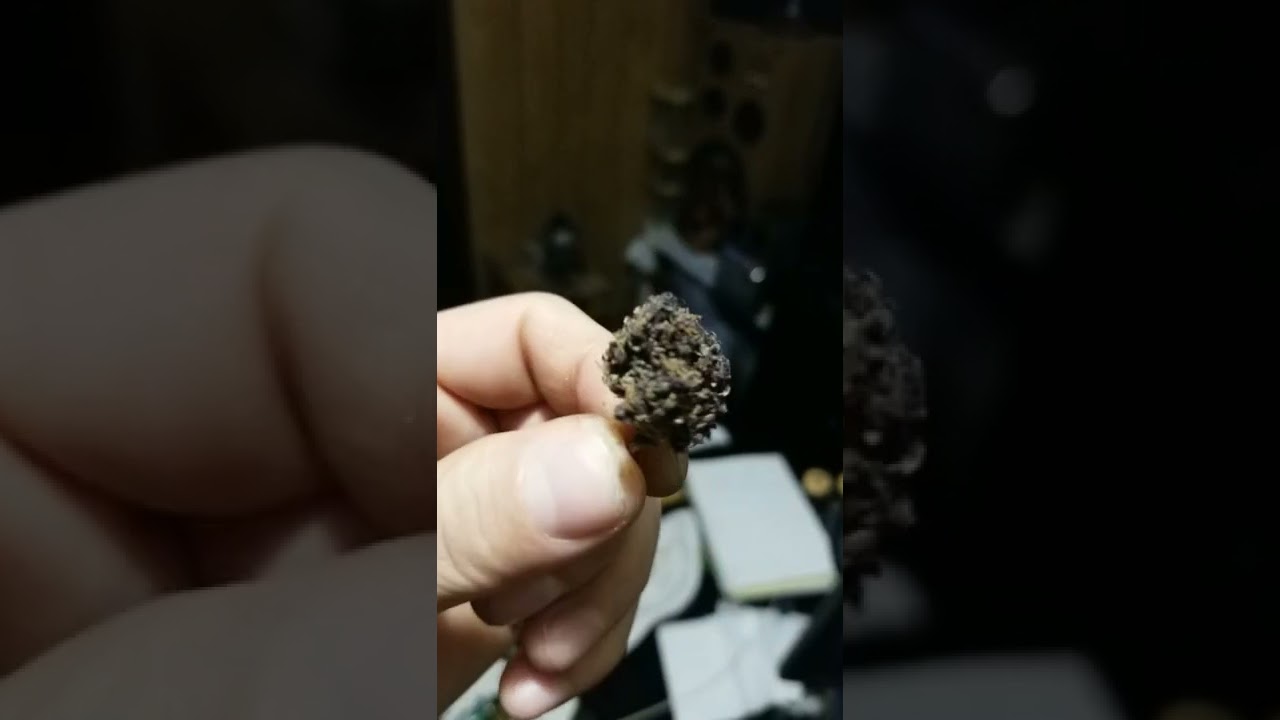 Forbidden Fruit 26.81 THC Nectar Cannabis Gresham Oregon  full link in description