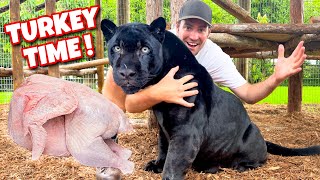 Feeding Black Jaguar Raw Thanksgiving Turkey ! Crunch Time !!