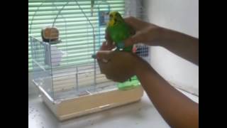 Уход за попугаями/Как ухаживать за попугаями/PUP Уход за попугаями/Как ухаживать за попугаями/PUP