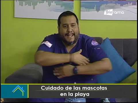 Cuidado de las mascotas en la playa