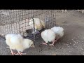Hen ka baccha 🐥 in long video so cute 🐥 🐥🐥🐥❤️❤️❤️