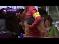 Welsh Terriers | Breed Judging 2021 の動画、YouTube動画。