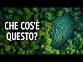 Ecco perché questa foresta sembra creata da un'intelligenza artificiale