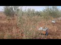 Marrakech food forest permaculture ruches dabeilles dans mon verger