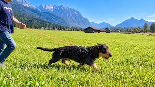 An Adventure I Won’t Forget… | Teddy the Dachshund 🐾