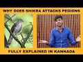 Why does shikra attack pigeons fully explained in kannada bangalore pigeons  ms2 pigeons