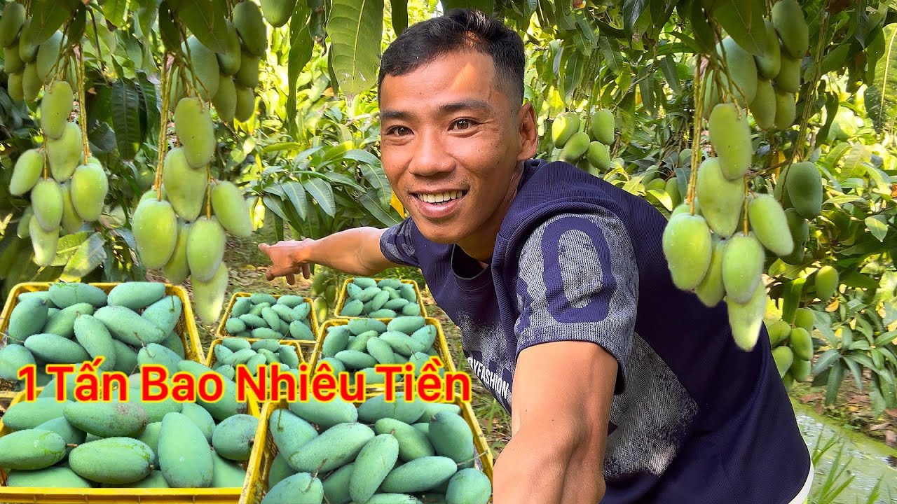 Về Quê Ăn Tết Thu Hoạch Vườn Xoài Một Tấn Bao Nhiêu