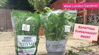 How to Make Supermarket Herbs Last: Repotting Basil & Thyme  Trip to Garden Centre  UK
