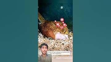 This kestrel chose to nest outside my window and then this happened