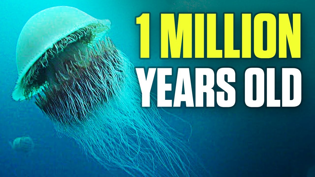 How Old Is The Oldest Jellyfish Alive?