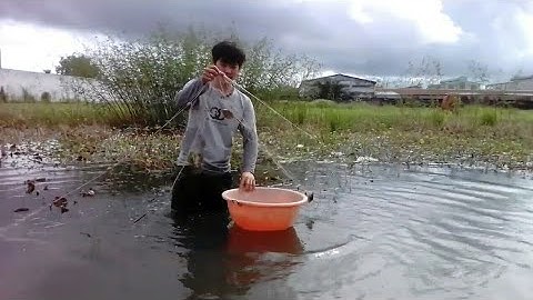 Giăng lưới Bắt Cá Rô Đồng Và Cá Sặc