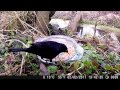 First Wildlife Camera Footage Robin, Blackbird and Harvest Mouse