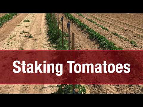 ⁣Grow More Give More: Staking Tomatoes